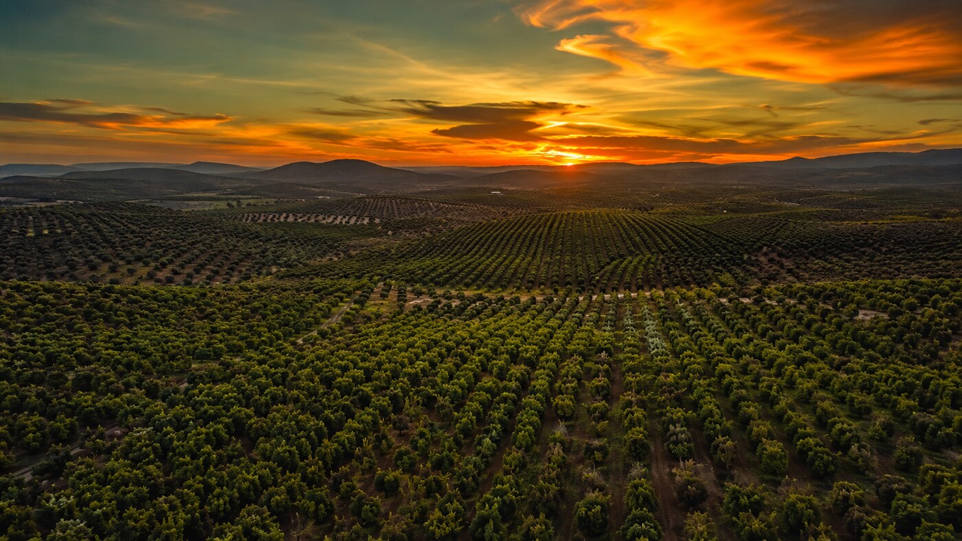 Campo agrícola vista aérea